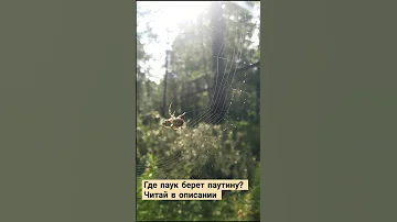 Как паук плетет паутину?