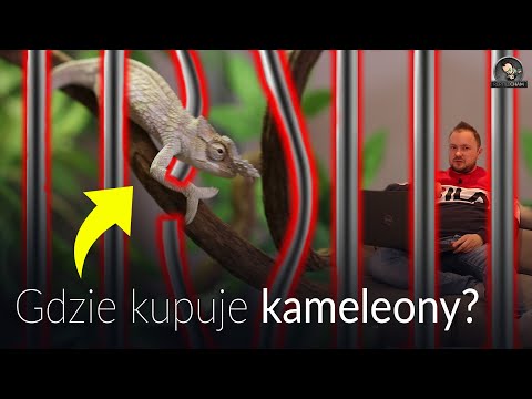 GDZIE KUPUJE SWOJE KAMELEONY? ODPOWIADAM NA PYTANIA!