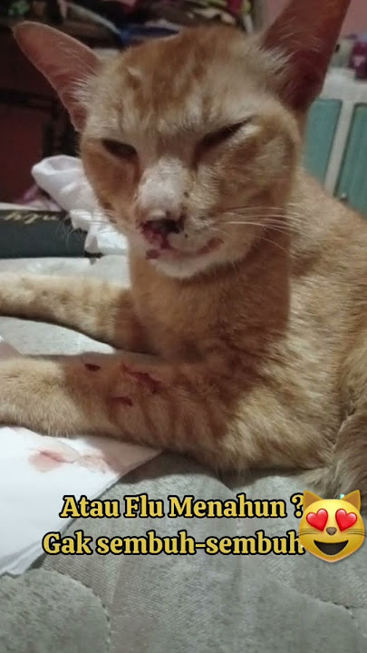 Obat Flu Kucing Ampuh