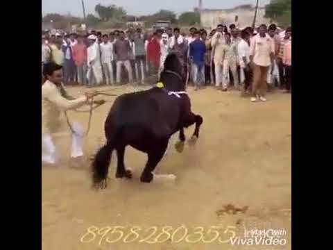 horse-dancing....funny-video