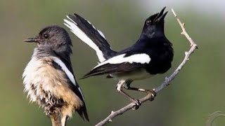 MP3 Suara burung Kacer yang paling sering dipakai para pemikat burung.