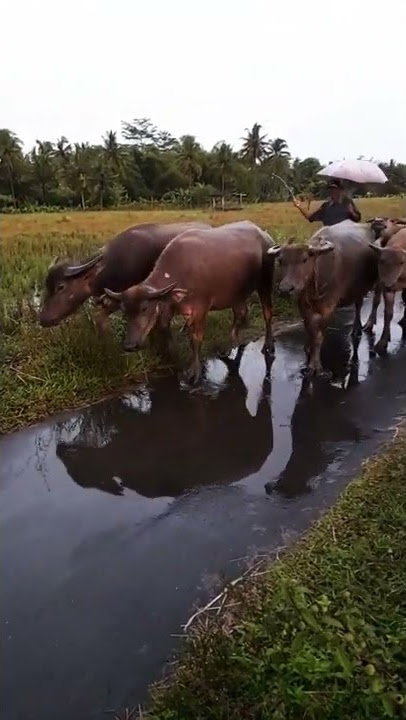 Kerbau lucu mau bajak sawah #shorts