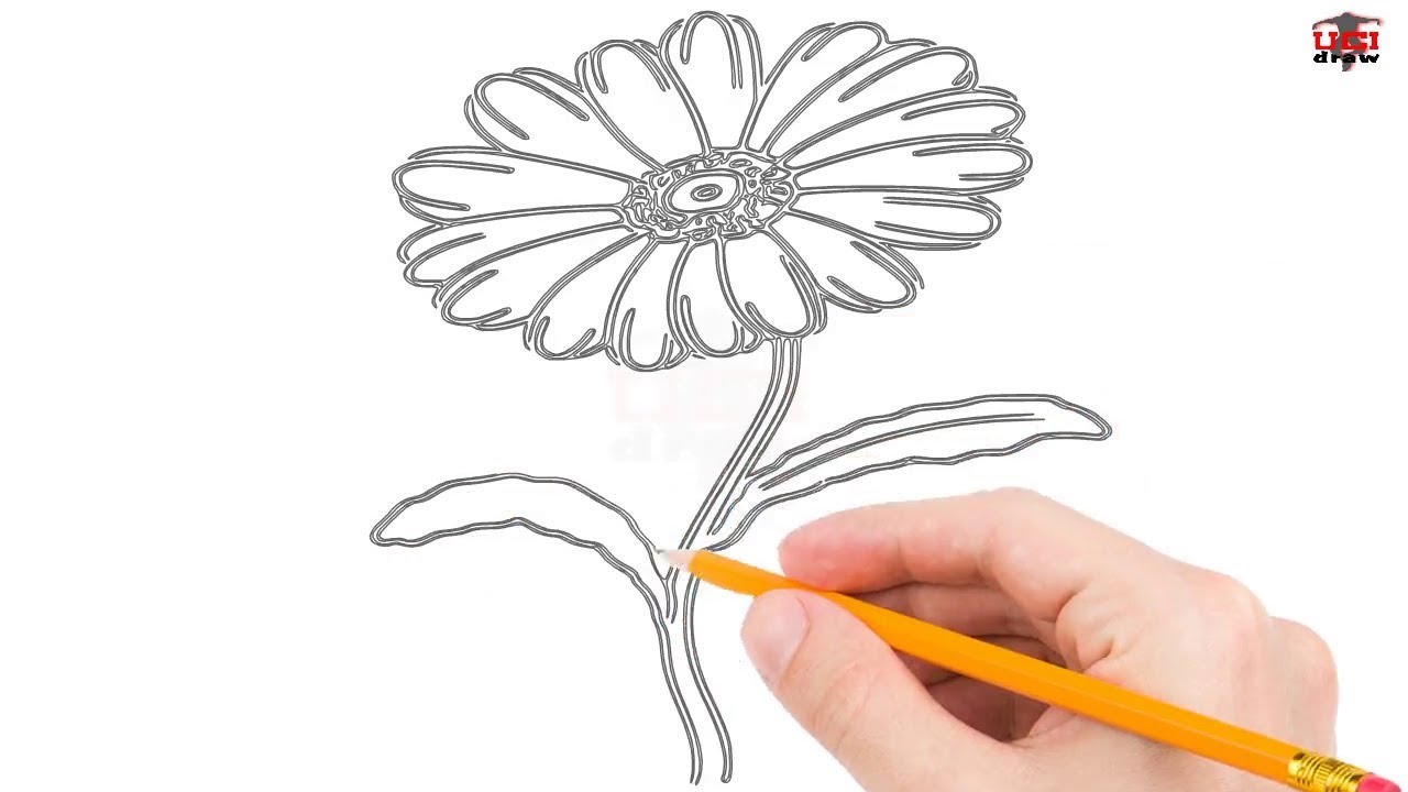 How To Draw A Daisy Step By Step Easy For Kidsbeginners Simple Daisy Drawing Tutorial