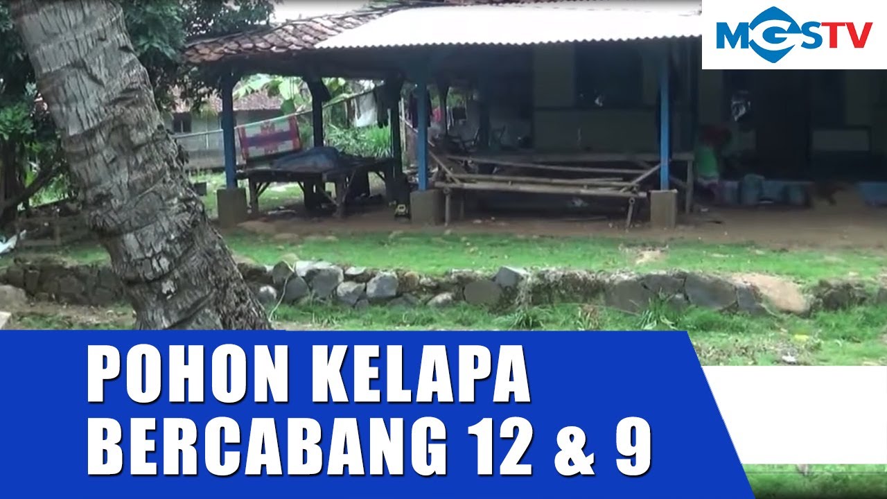 Pohon Kelapa Bercabang Sembilan Youtube