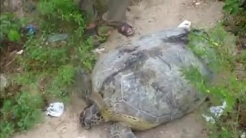 Kinh ngạc giải cứu chú Rùa biển khổng lồ đẻ trứng bị mắc cạn ở Việt Nam