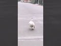 #duck 😺 waking #viralvideo #youtubeshorts #ytshorts #love