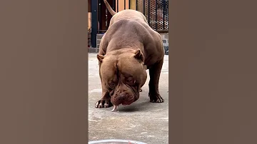 American Bulldog American Pitbull 