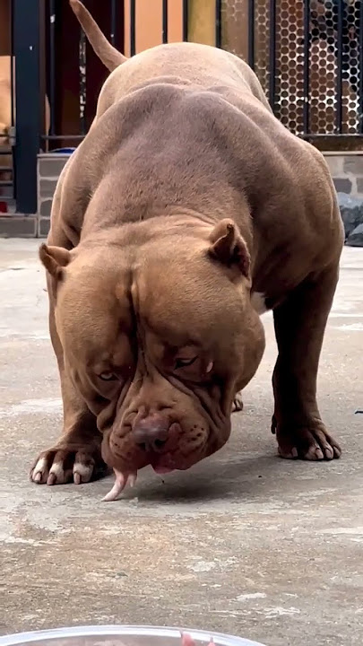 American Bulldog| American Pitbull