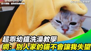 超乖幼貓洗澡教學　網別人家的貓不會讓我失望三立新聞網 SETN.com