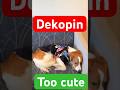 #デコピン #かわいい #大谷翔平 #shoheiohtani #mlb #dekopin #baseball #cutedog #dodgers #shorts