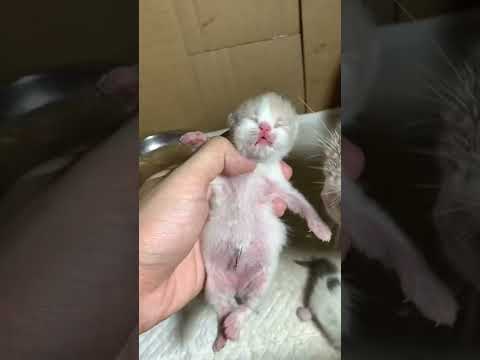 Video Hình ảnh mèo con từ 0 ngày tuổi đến mở mắt - Chăm sóc... - youtube