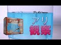 こうなってんのよ！アリの巣【アリの巣観察キット】