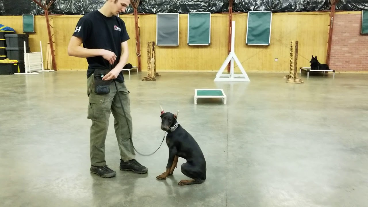 video phone beyonce mp3 Wilco von Prufenpuden 19 Wks Beautiful Black & Red Doberman Puppy