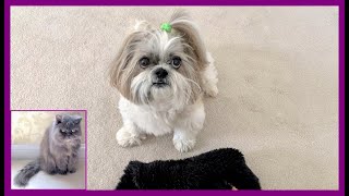 Lacey tried to play with Lexi, does zoomies instead!  | Blue Persian cat | Cute Shih Tzu dog