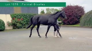 Formal Display (GB) parade