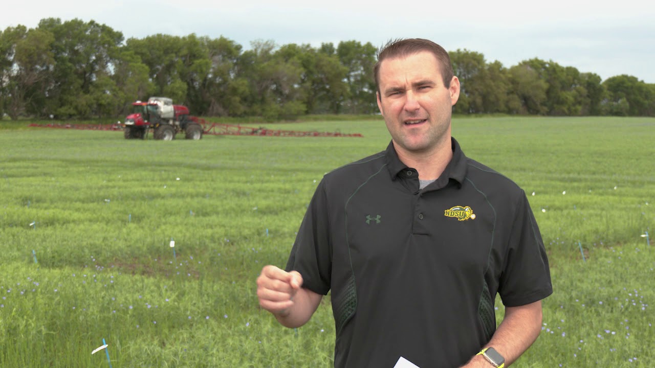 NCREC TJ Prochaska: Pea Leaf Weevil