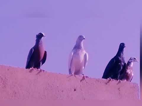 وين وين الجاب طاري الحرب