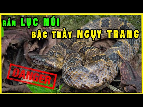 Video RẮN ĐỘC trên đỉnh PHAN XI PĂNG | RẮN LỤC NÚI - youtube