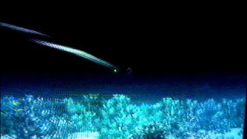 Black Ops: Random Tomahawk On Hanoi