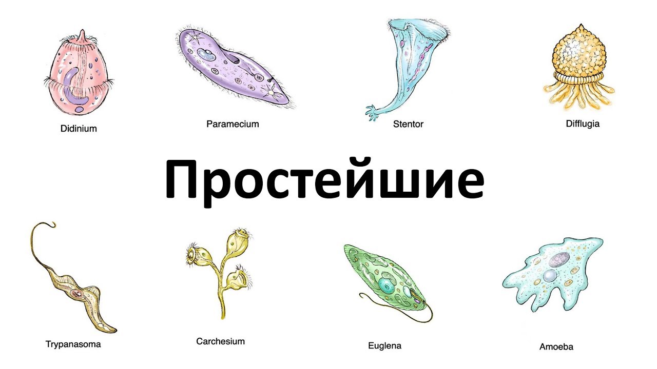 Простейшие огэ биология. Простейшие названия. Биология простейшие организмы. Простейшие одноклеточные животные. Простейшие организмы названия.