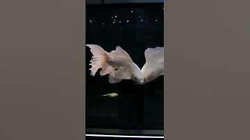 Vũ điệu dưới nước cá chép phi tần  - Beautiful platium butterfly carp  #cachepsutu #chepphitan