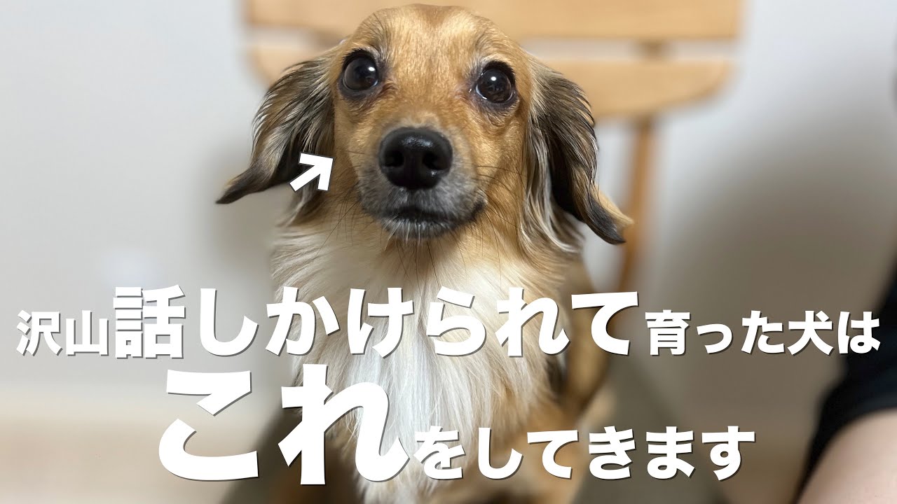 沢山話しかけられて育った犬だけがこの行動を見せます Youtube 沢山話しかけられて育った犬だけがこの行動を見せます Youtube