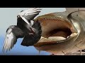 CATFISH VS PIGEON AMAZING VIDEO