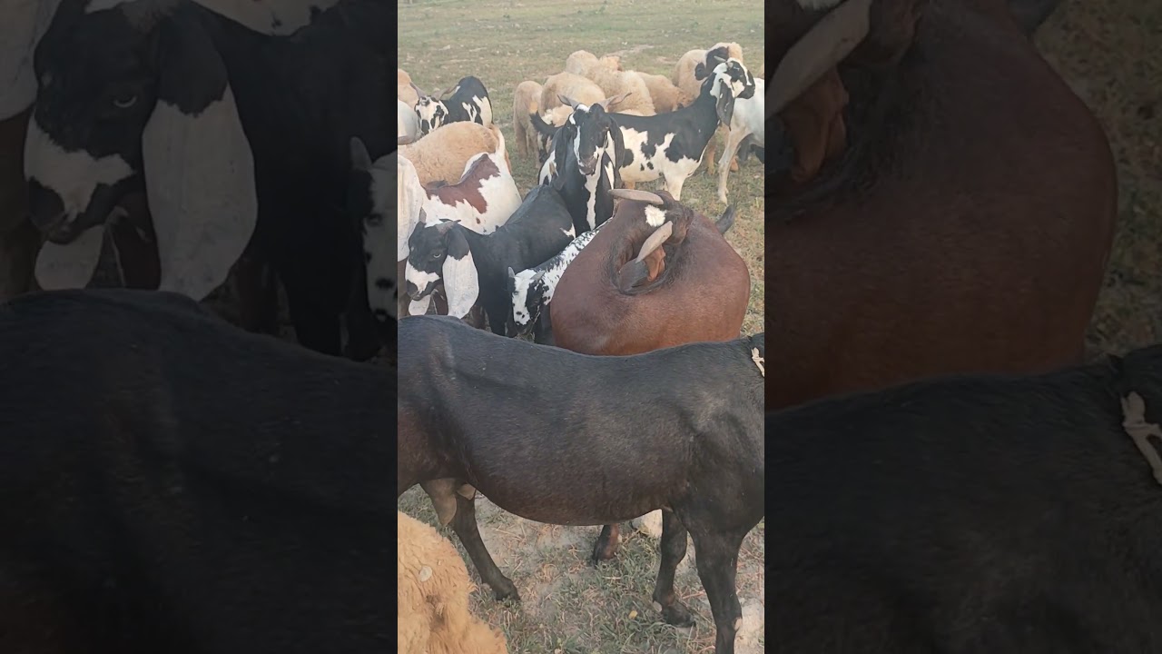 Beautiful goates🐐 