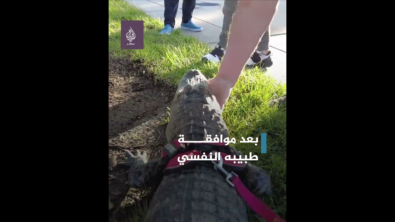 تمساح أمام بوابات ملعب بيسبول، فماذا حدث؟