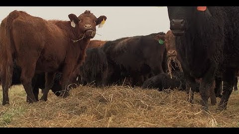 Grazing Cover Crops: Animal Nutrition When Grazing Cover Crops