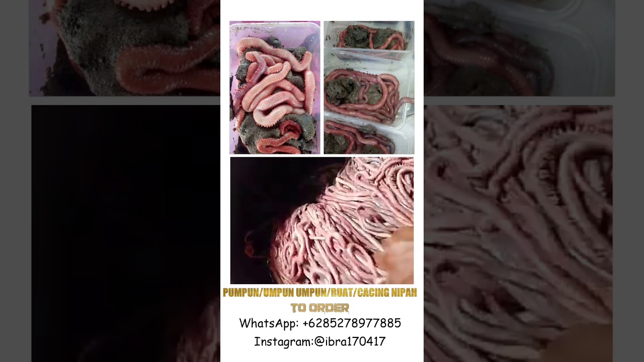 PUMPUN/UMPUN UMPUN/RUAT/CACING NIPAH 