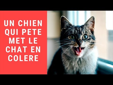 Le Chien Qui Pète En Dormant Met Le Chat En Colère Youtube