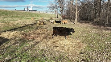 Counting Cattle From the Air