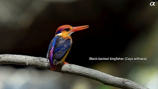 Black-backed kingfisher (4K)