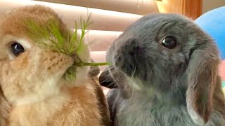 Bunny ASMR Gone Wrong by Bella & Blondie Bunny Rabbits 1,104 views 2 days ago 2 minutes, 43 seconds