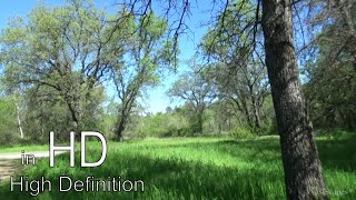 Tranquil Wooded field With Low Audio