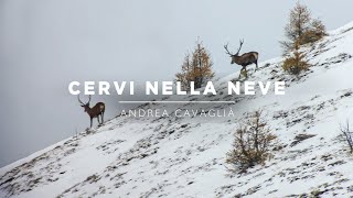 Mountain Hunters 4 | Reddeer in the Snow screenshot 5