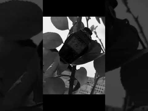 Kurê Kurdistana Min Zû Were 