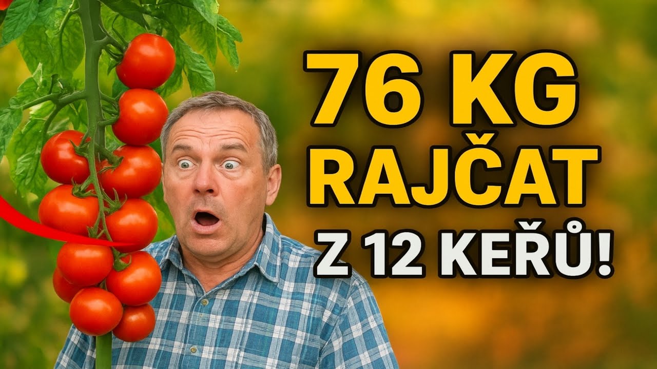 76 KG RAJČAT z 12 keřů! Celý fígl je ve vedení na jeden stonek.
