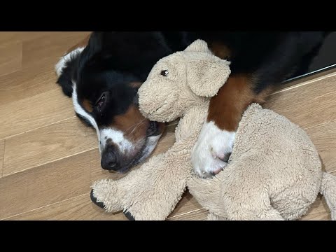 【バーニーズ】クレアさんの日常②【ヘソ天】#バーニーズマウンテンドッグ #bmd #puppy#子犬