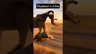 Elephant toss the lion into the air to save her baby. #funny #foryou #fyp #subscribe #ai