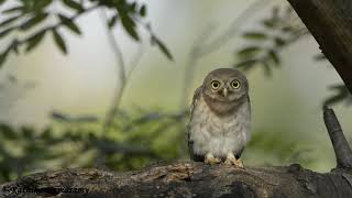 Spotted Owlet