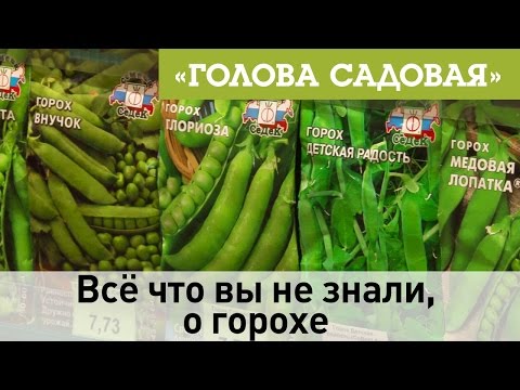 Голова садовая - Всё что вы не знали, о горохе