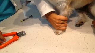 Video: EZ Vet Pet Health Care Center Nail Trim