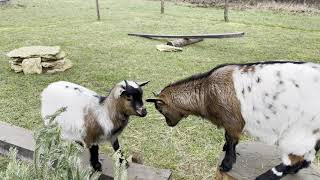 Dutch goats long relax video christmass tree by Collie Rough, Dutch goat and rabbit 6,852 views 1 year ago 1 hour, 15 minutes