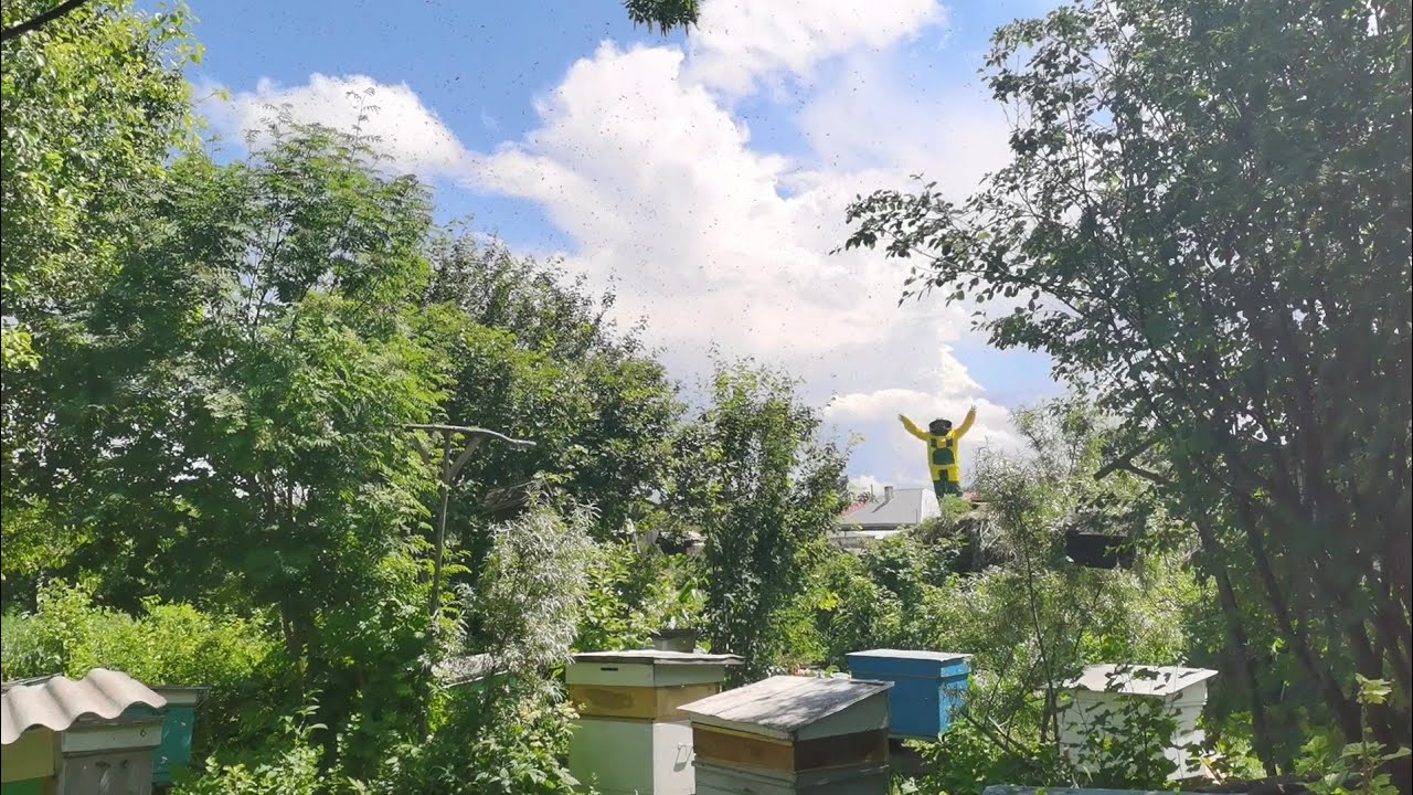 Вышел рой из улья с корпусом. Делаем нуклеус отводок. Жизнь в селе ...