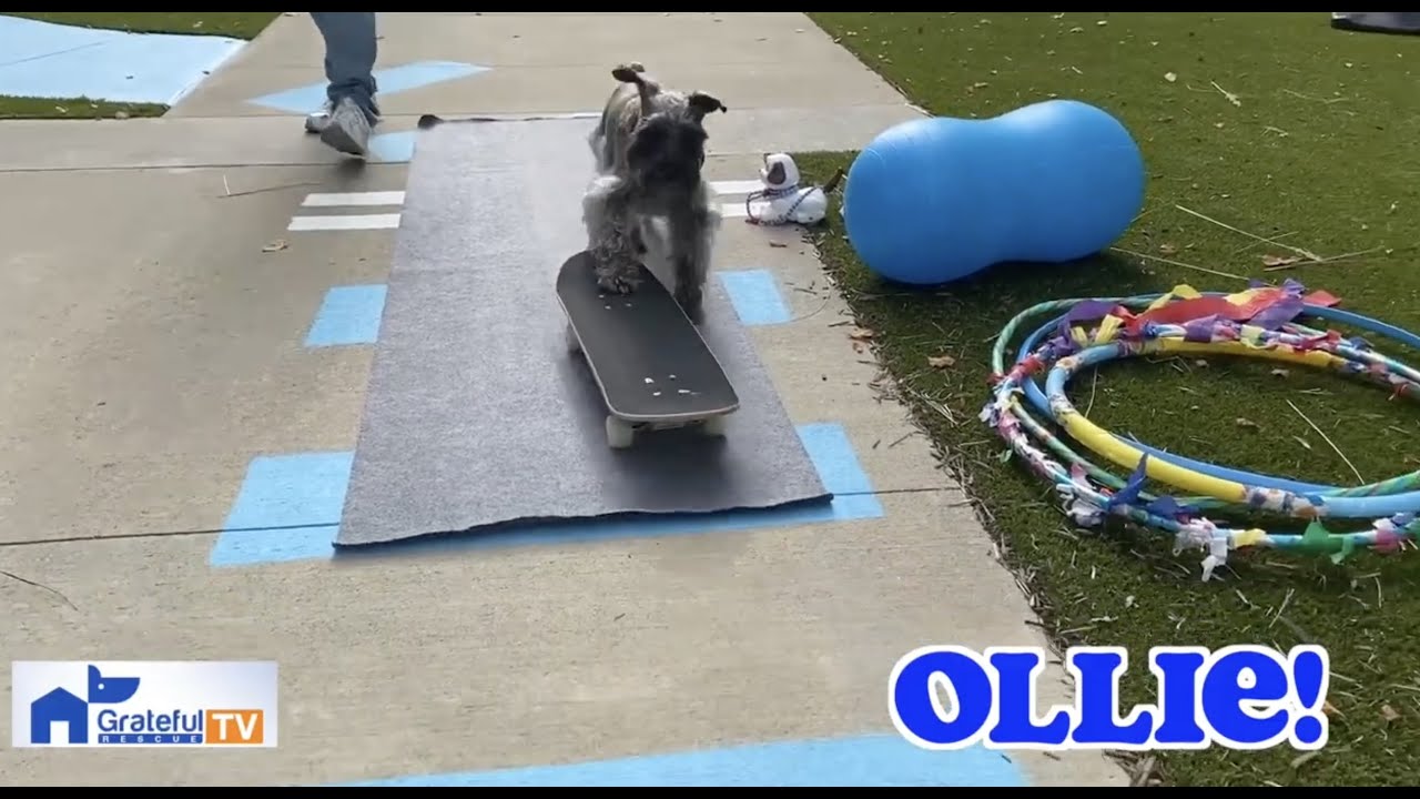 Ollie performs tricks as a therapy dog