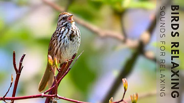 Beautiful Birds Singing in Forest - Calming Bird Sound, Reduce Stress, Anxiety & Depression