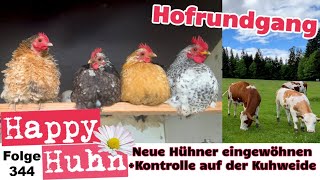 Hof-Rundgang im Mai: Neue Hühner eingewöhnen und Kontrolle bei unseren Mutterkühen Happy Huhn E344
