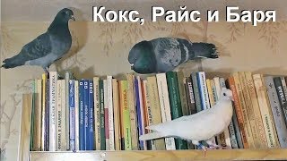 Голуби бросили кладку. Коксик знакомится с голубями.